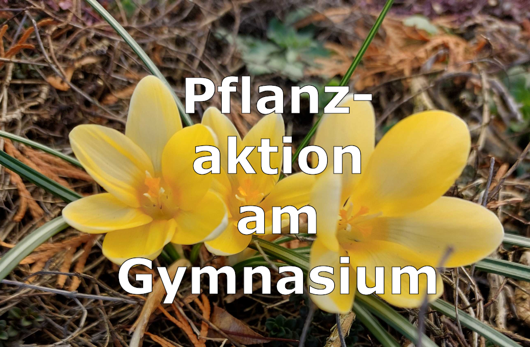 Mehr über den Artikel erfahren Was wird uns da blühen?