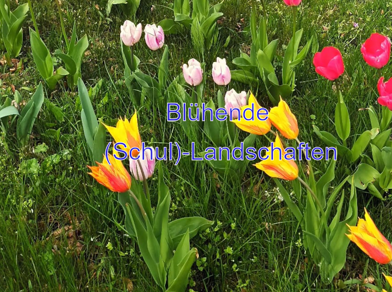 Read more about the article Blühende (Schul)-Landschaften auch am Gymnasium Jessen